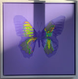 Van Donna - Aura (CANVAS edition)