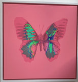 Van Donna - Aura (CANVAS edition)