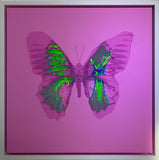 Van Donna - Aura (CANVAS edition)